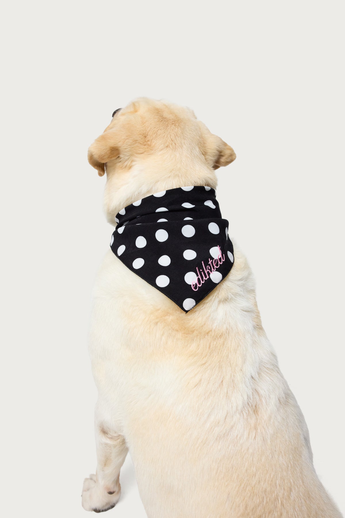 Pawka Dot Edikted Pet Bandana