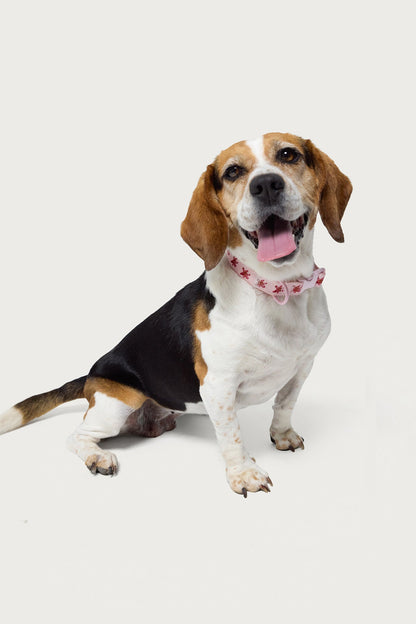 Daylily Pet Collar