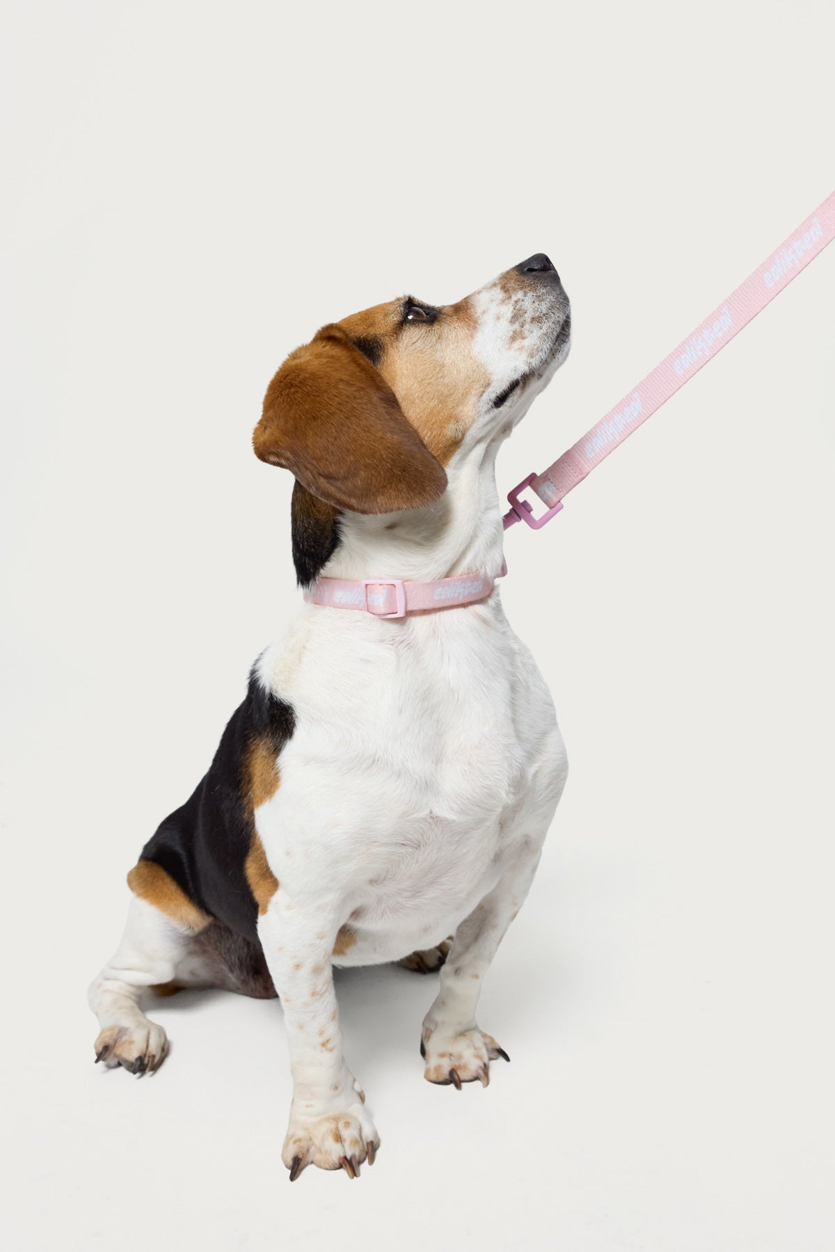Edikted Pet Leash